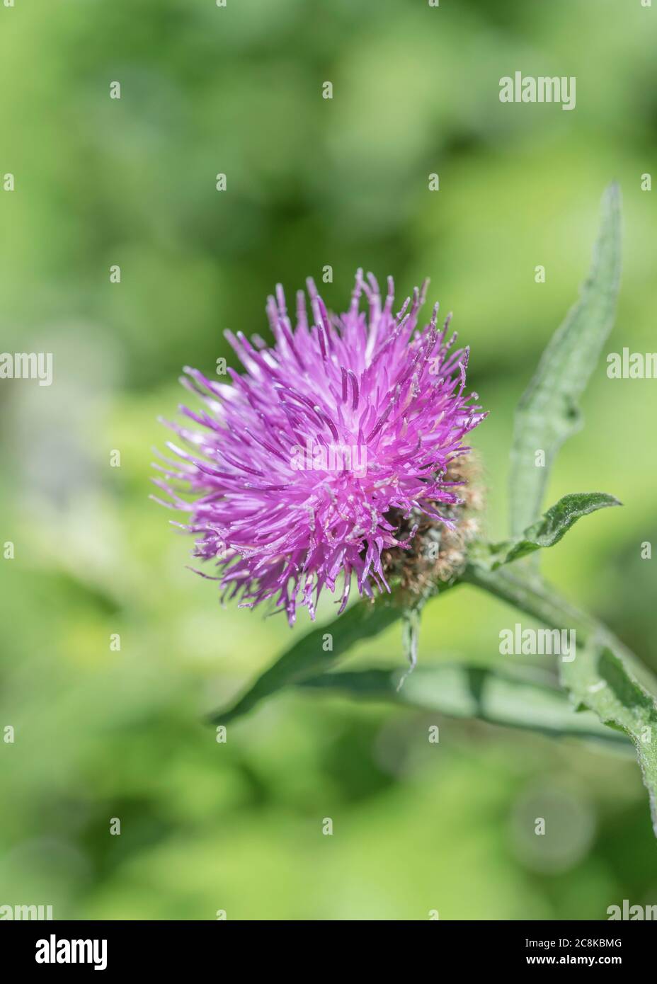 Roadside weed knapweed hi-res stock photography and images - Alamy