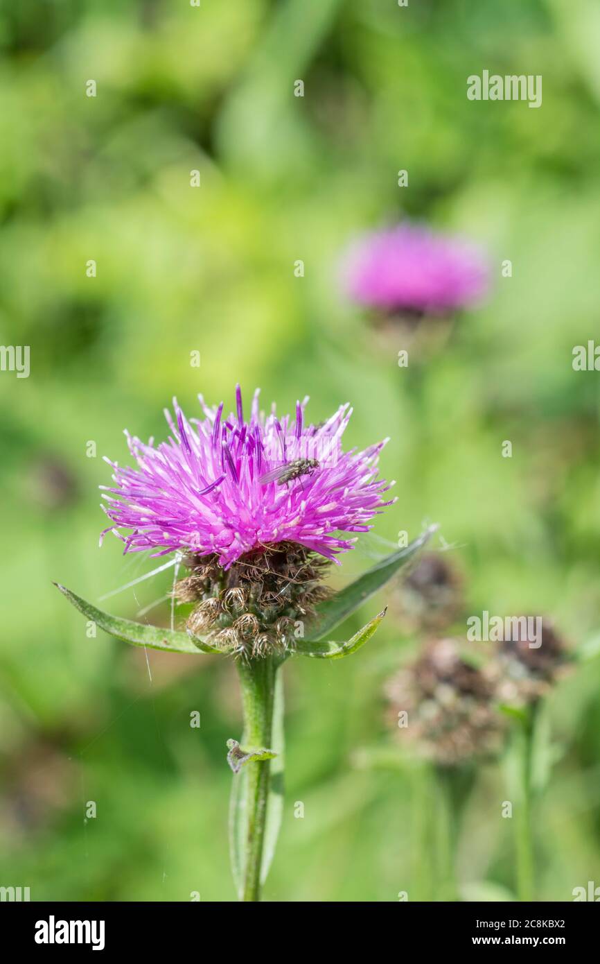 Roadside weed knapweed hi-res stock photography and images - Alamy