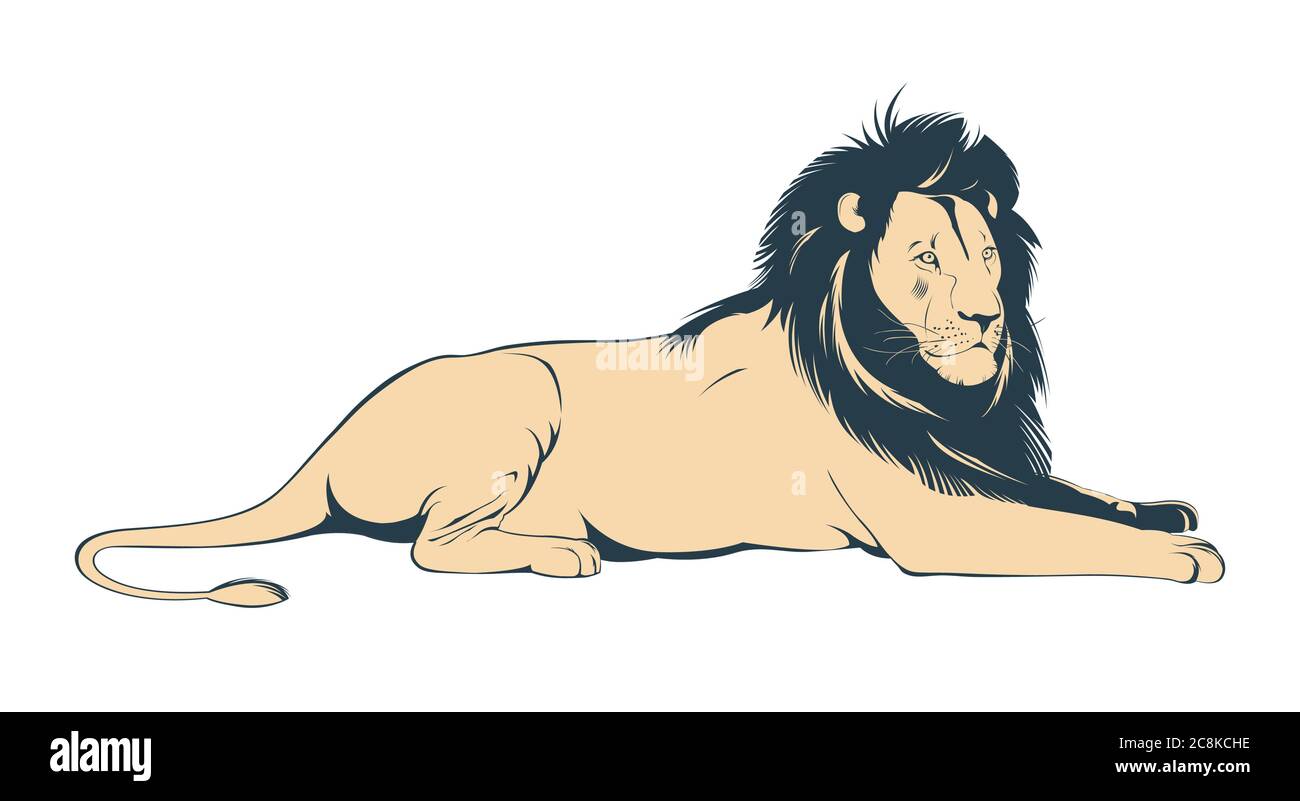 Big male lion lying on white background Stock Vector
