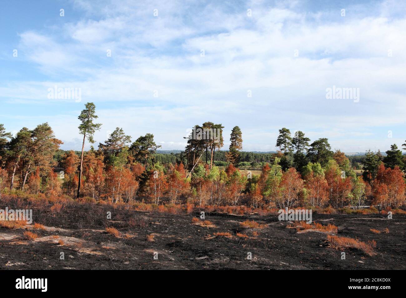 The aftermath of the Thursley Common wildfire which burned 150 hectares of protected heathland in June 2020, Surrey, UK. Stock Photo