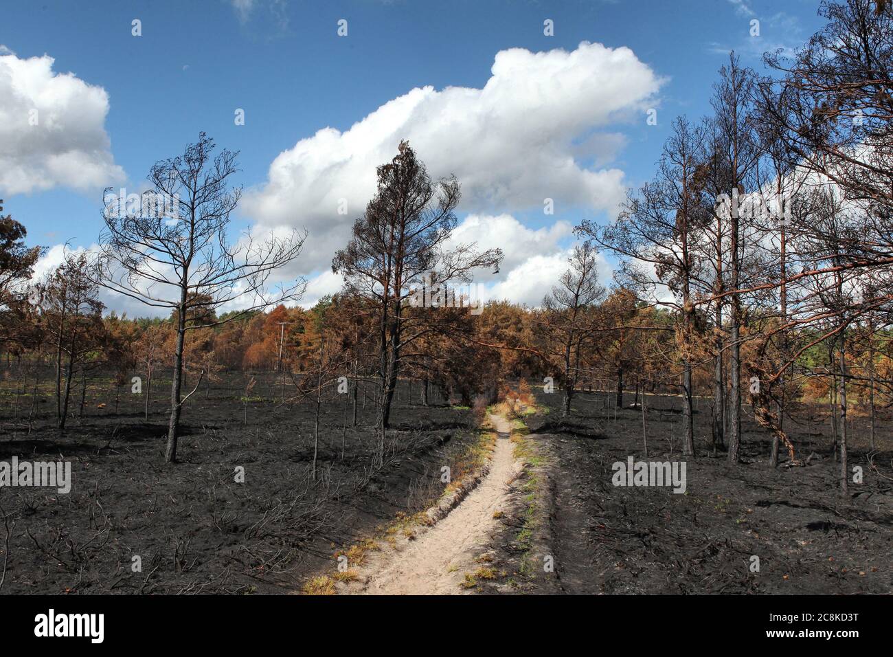 The aftermath of the Thursley Common wildfire which burned 150 hectares of protected heathland in June 2020, Surrey, UK. Stock Photo