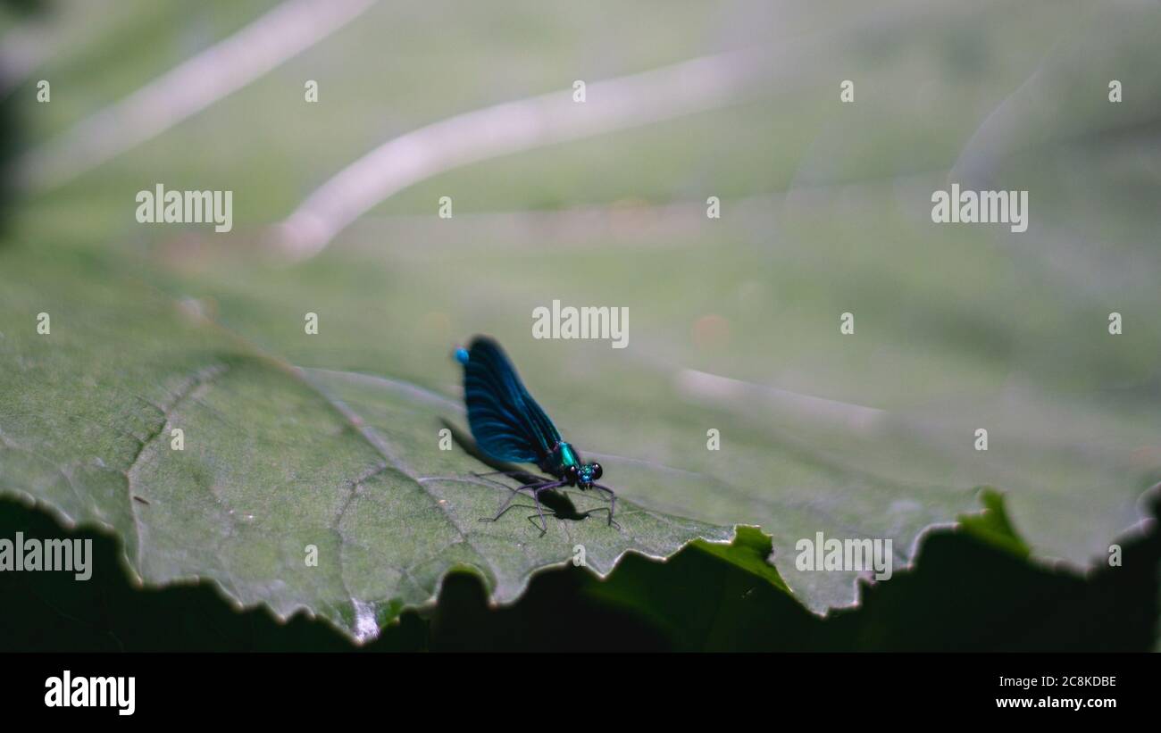 blue dragon fly on big green leaf. insect in nature Stock Photo - Alamy