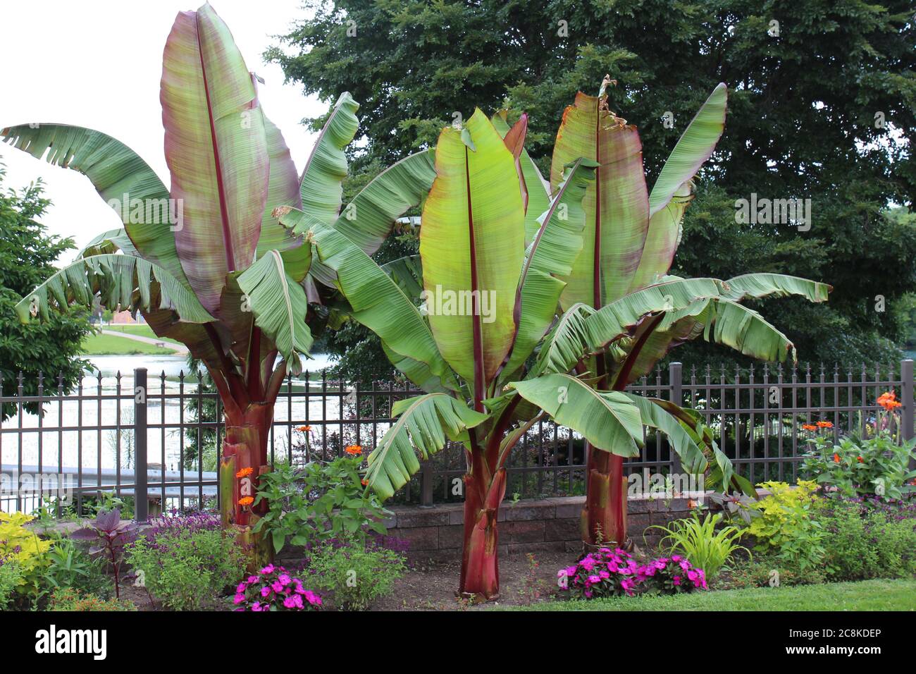 Three Red Leaf Abyssinian Banana Trees, Ensete ventricosum, orange Zinnias, pink Impatiens, and other various flowering plants growing along a fence a Stock Photo