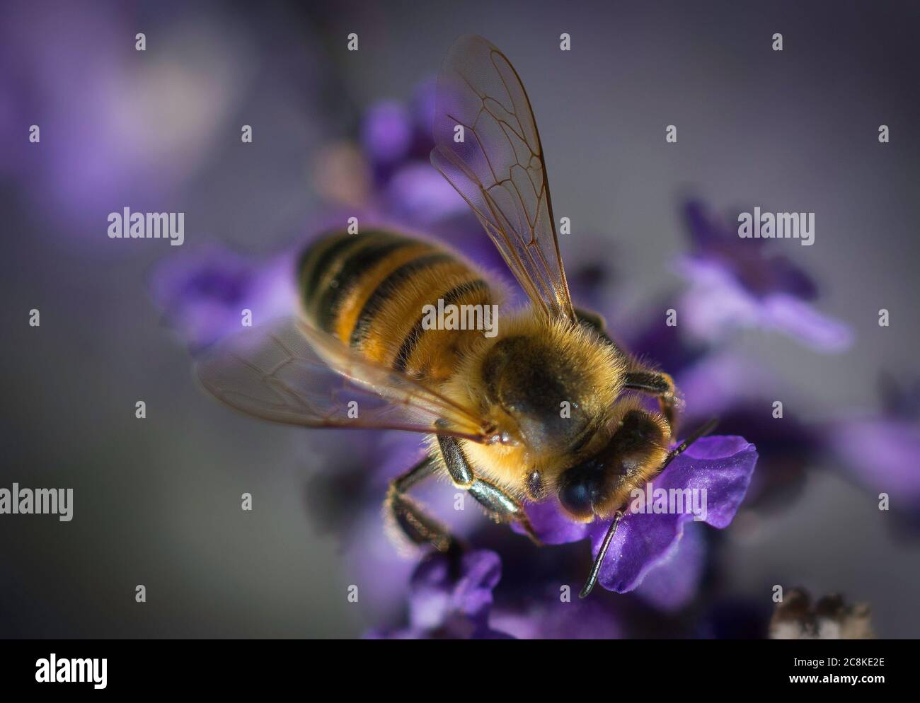 Honey bee on Lavender Stock Photo