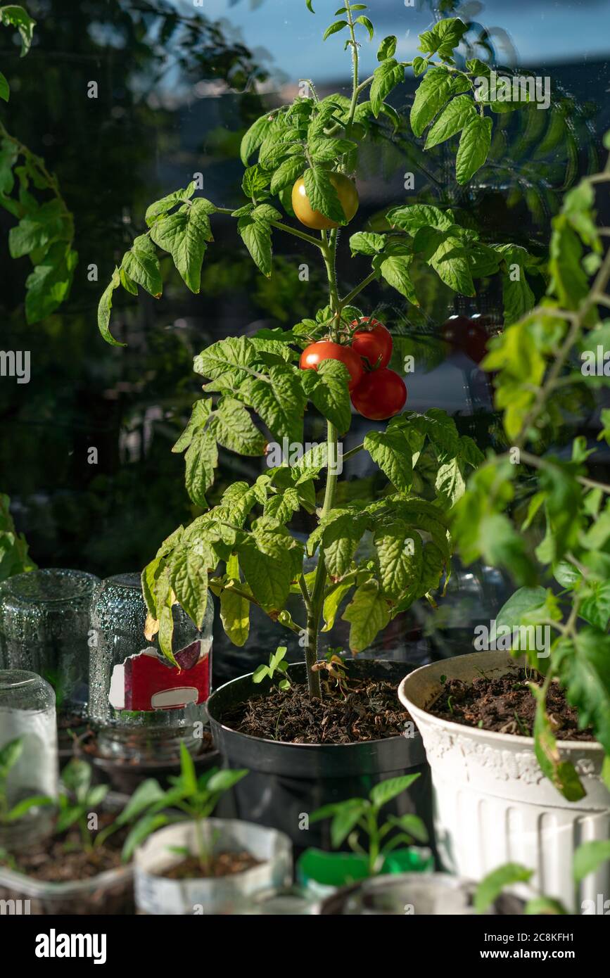 Ecological and natural ripe tomato hanging on the branch. Home cultivation of vegetables Stock Photo