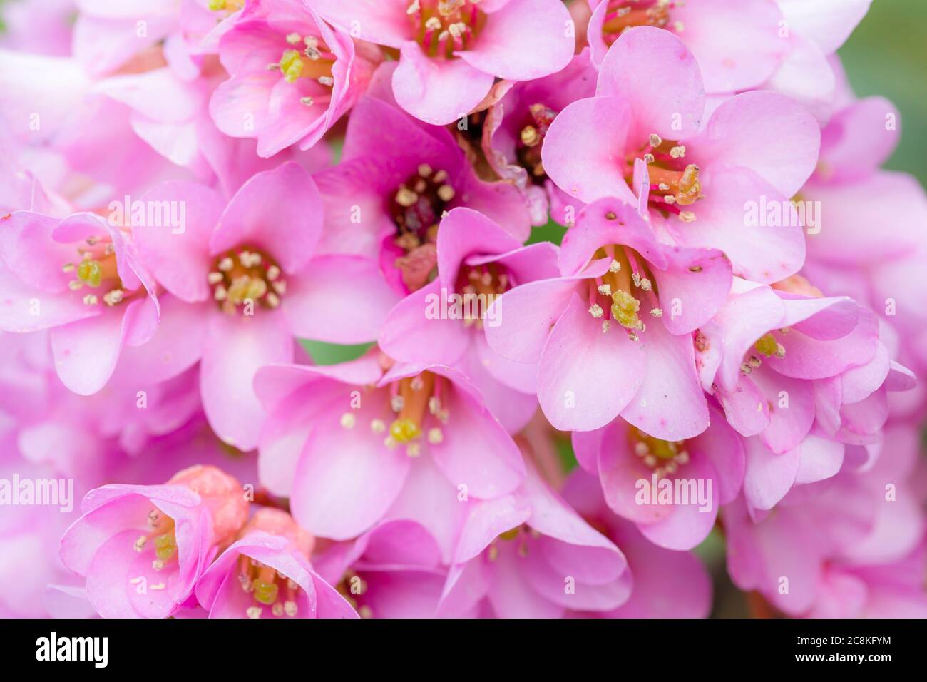 Pink bergenia cordifolia purpurea, elephants ears or pigsqueak flowers close-up, UK Stock Photo