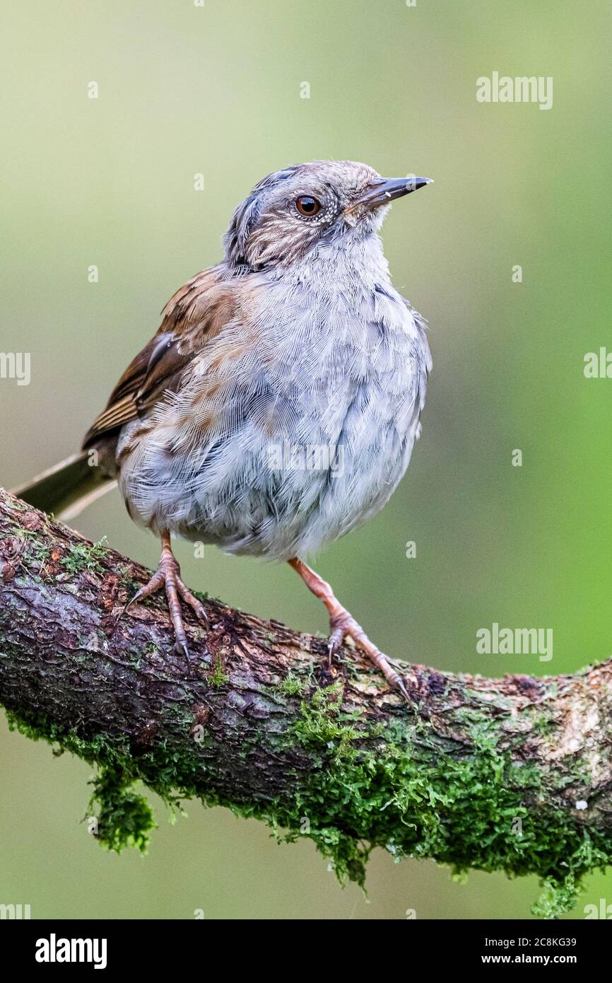 dunnock-feeding-young-hi-res-stock-photography-and-images-alamy