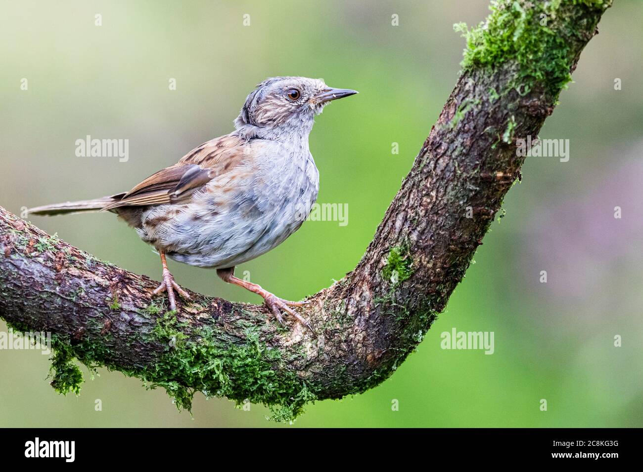 dunnock-feeding-young-hi-res-stock-photography-and-images-alamy