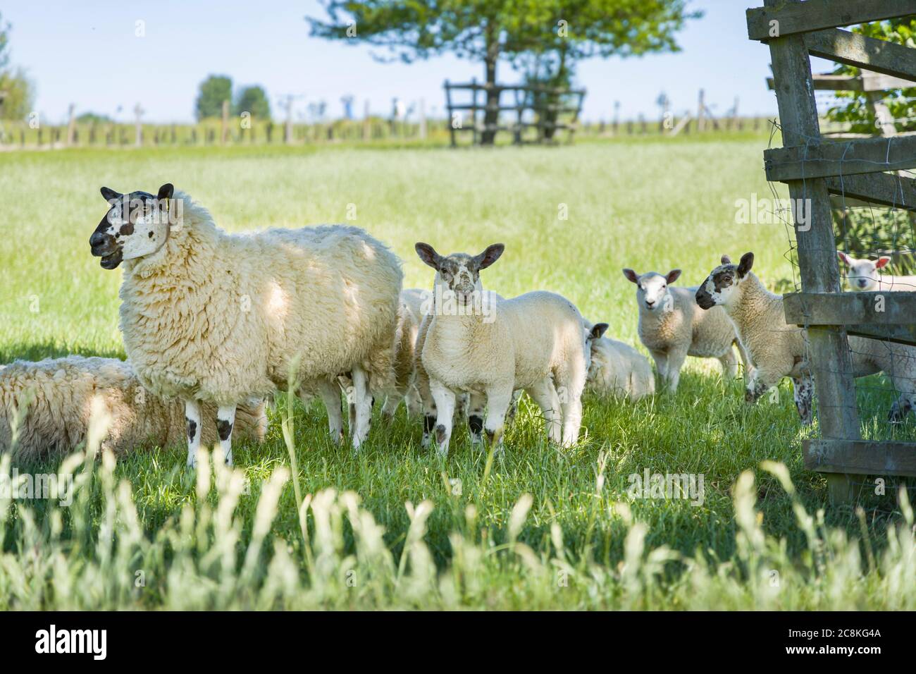 Female sheep (ewe) and young lambs in a field in Buckinghamshire countryside, UK Stock Photo