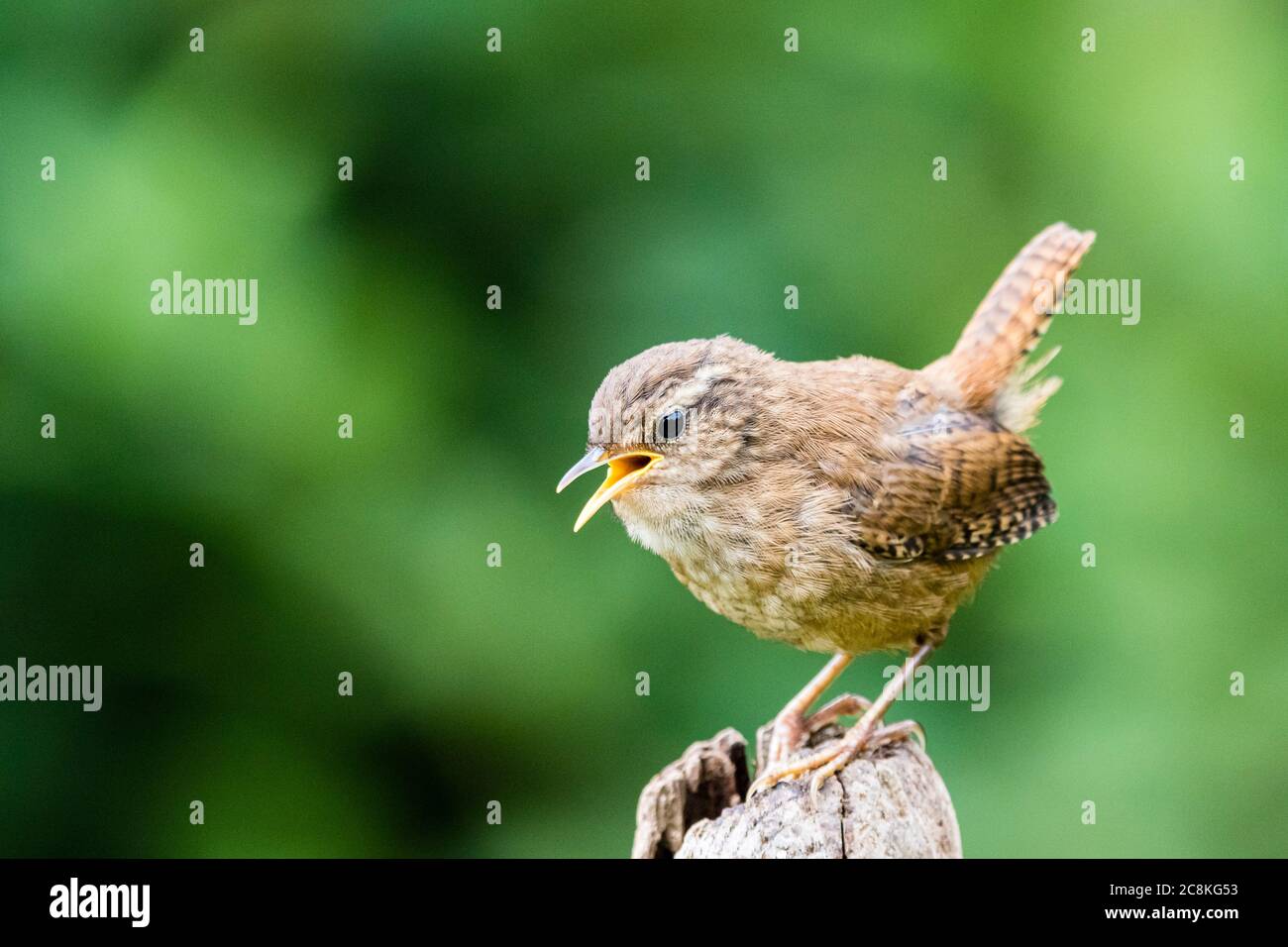 Wren foraging in mid Wales during Summer. Stock Photo