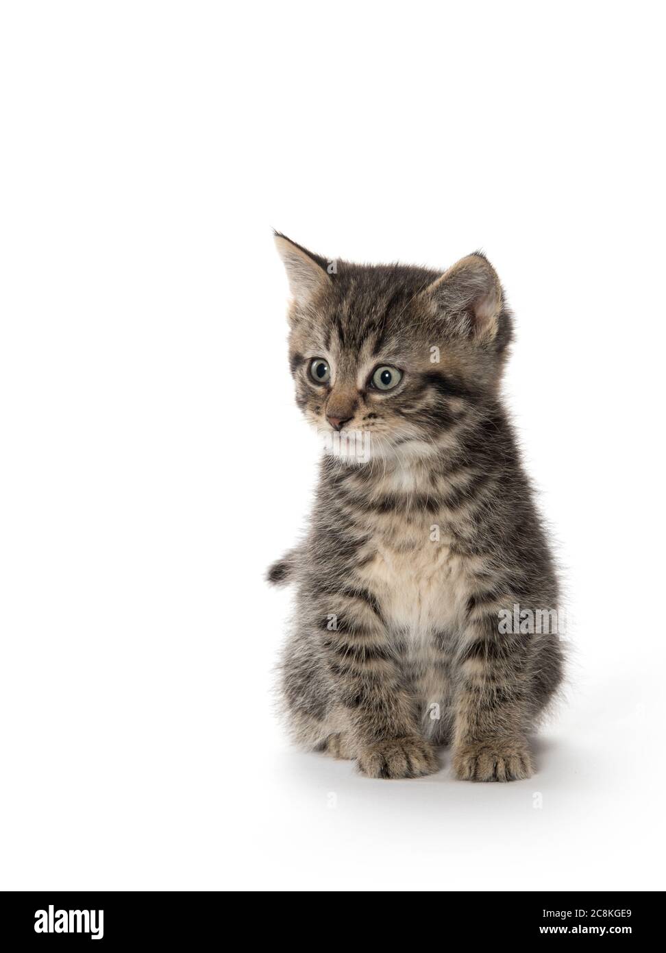 Cute baby tabby kitten isolated on white background Stock Photo - Alamy