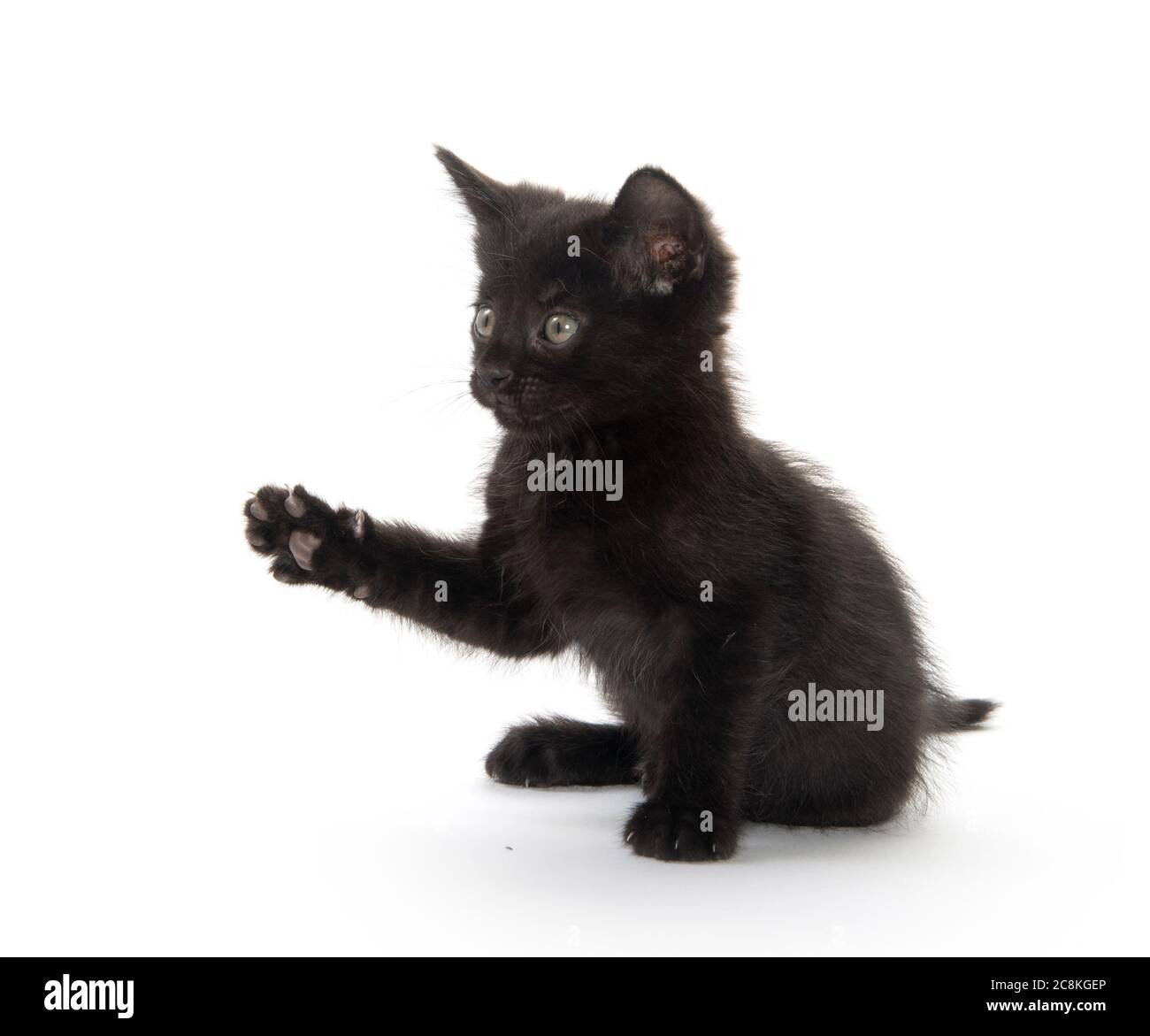 Cute black kitten playing isolated on white background Stock Photo Alamy