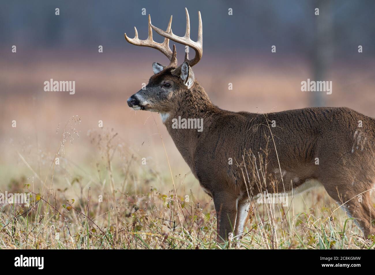 Large whitetailed deer buck standing in an open field in Smoky