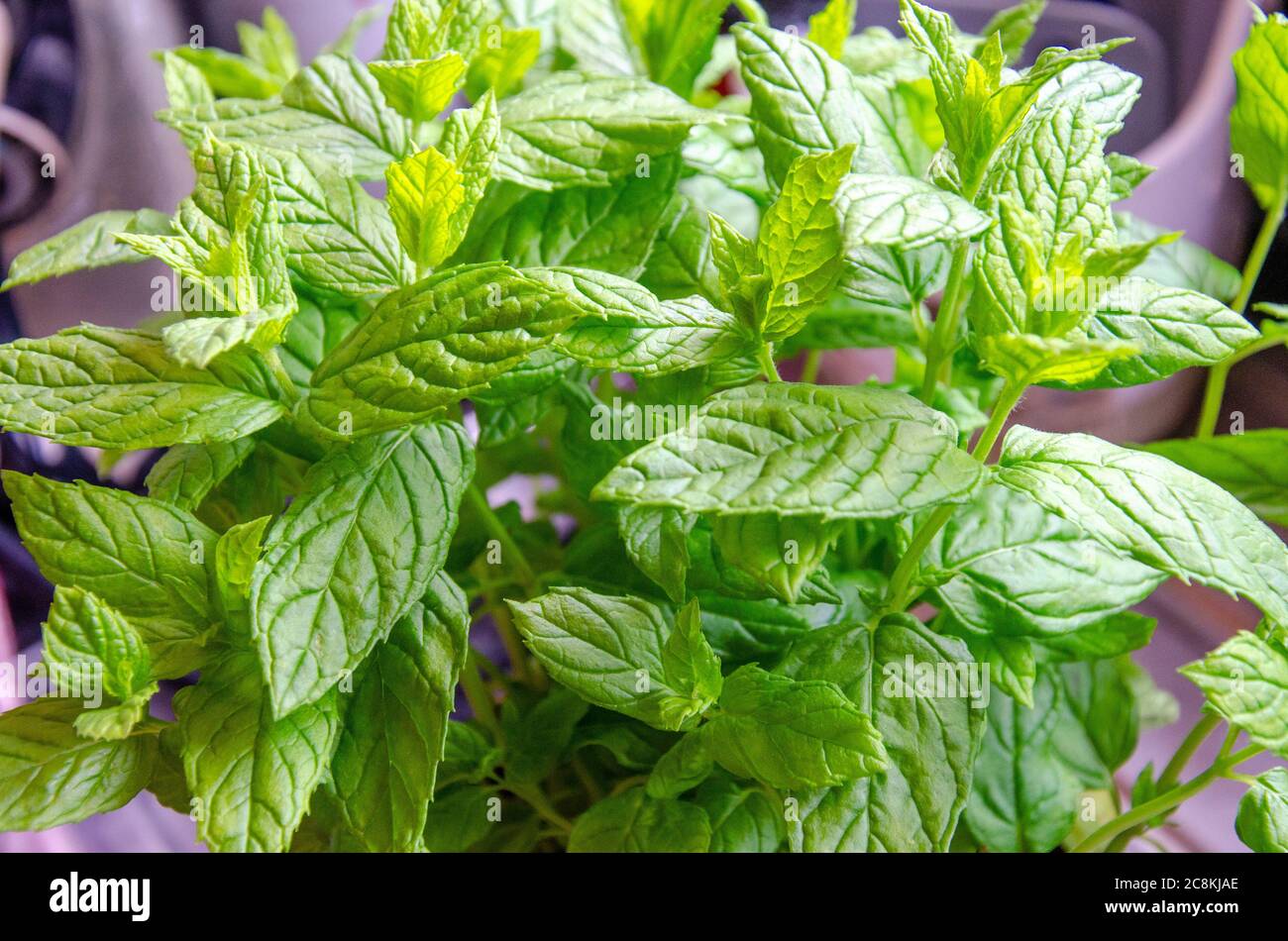 Close up view of green mint leaves. Stock Photo
