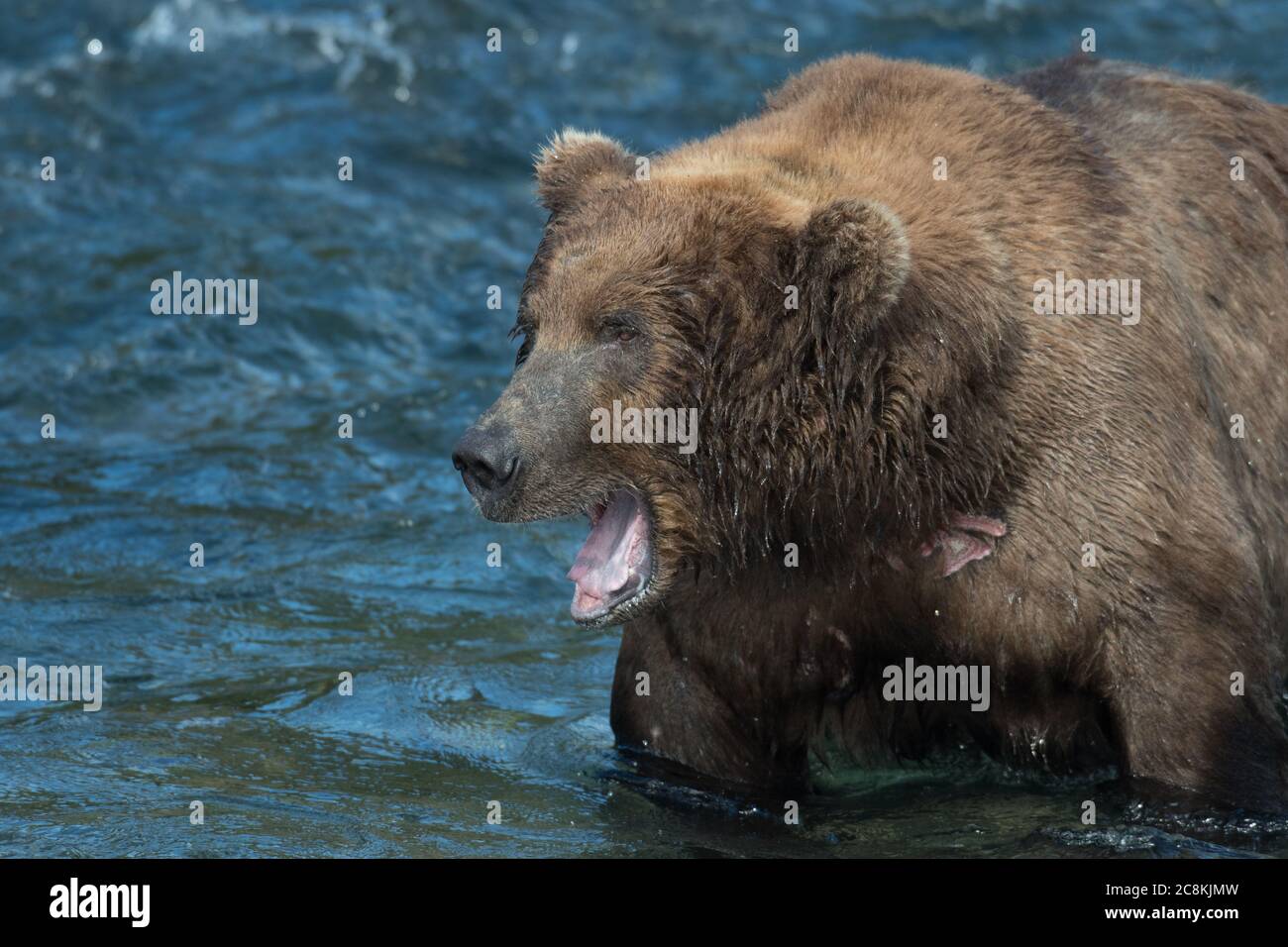 Large Alaskan brown bear with its mouth open standing in Brooks RIver in Katmai National Park, Alaska Stock Photo