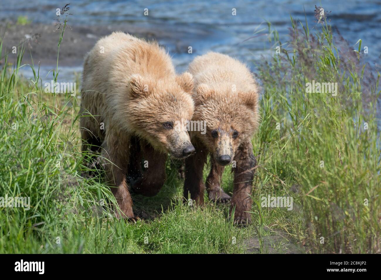 Two Alaskan brown bear cubs along the shore of Brooks River in Katmai ...