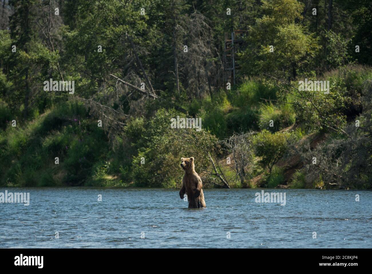 Large adult Alaskan brown bear sow standing on its hind legs in the Brooks River in Katmai National Park, Alaska Stock Photo