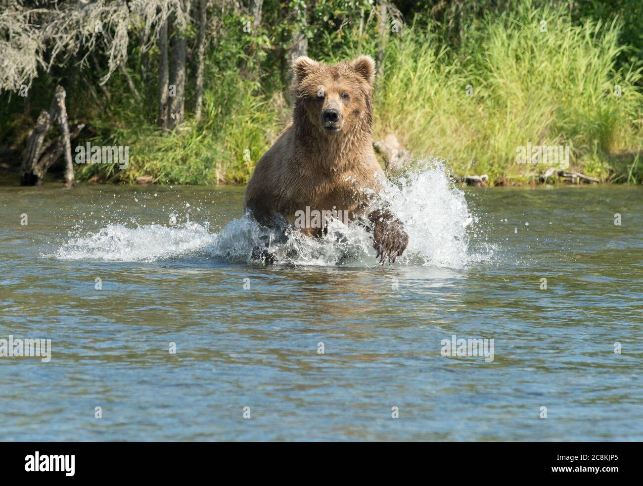 Alaskan brown bear running through shallow water of Brooks River trying to catch fish in Katmai National Park, Alaska Stock Photo