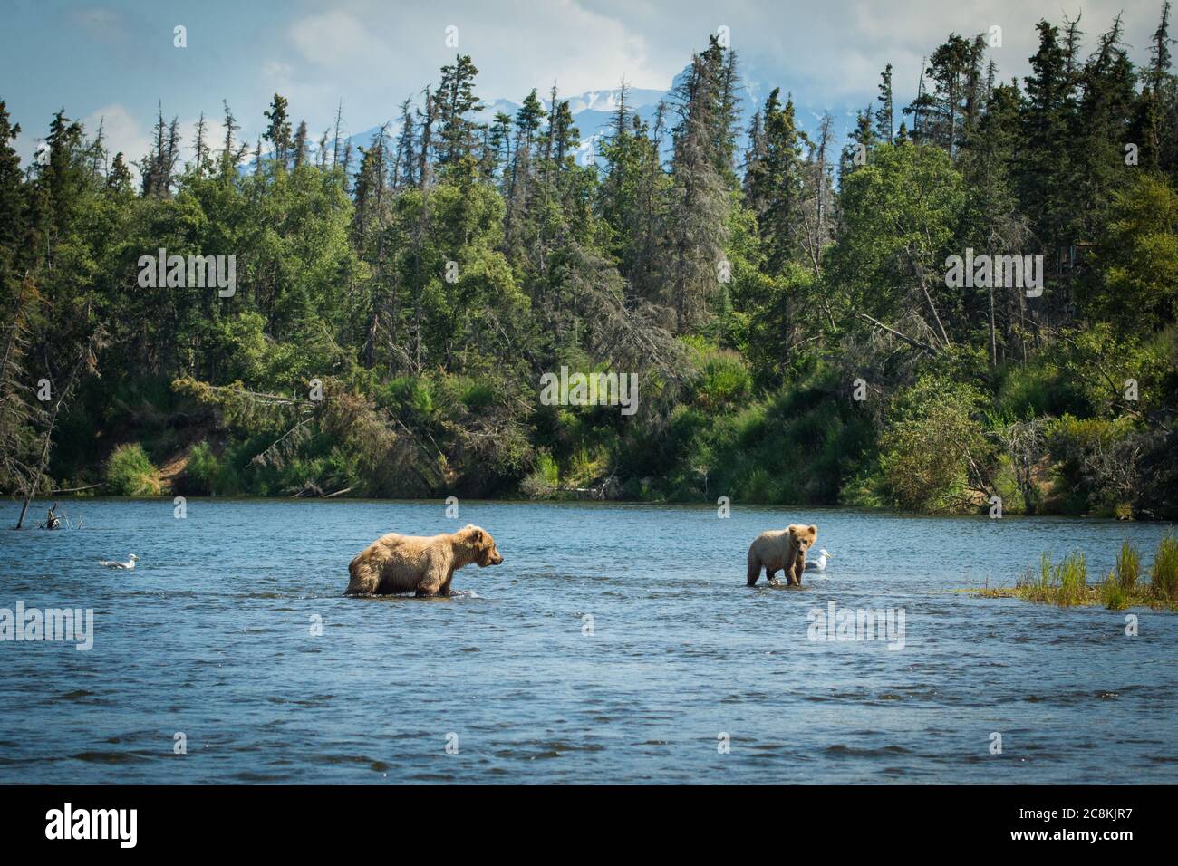 Alaskan brown bear sow and cub in the Brooks River in Katmai National ...