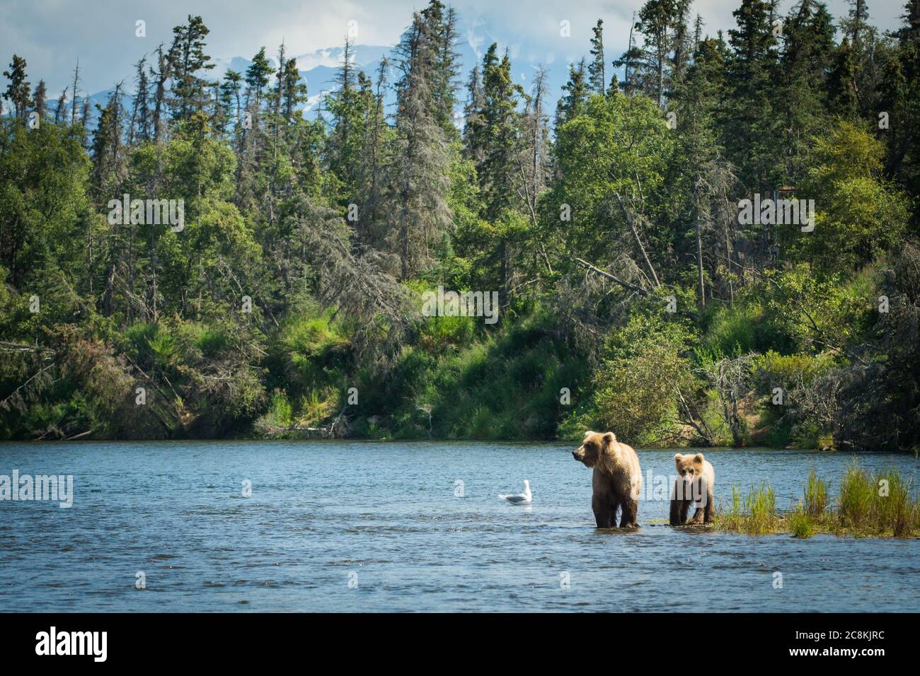 Alaskan brown bear sow and cub in the Brooks River in Katmai National Park, Alaska Stock Photo