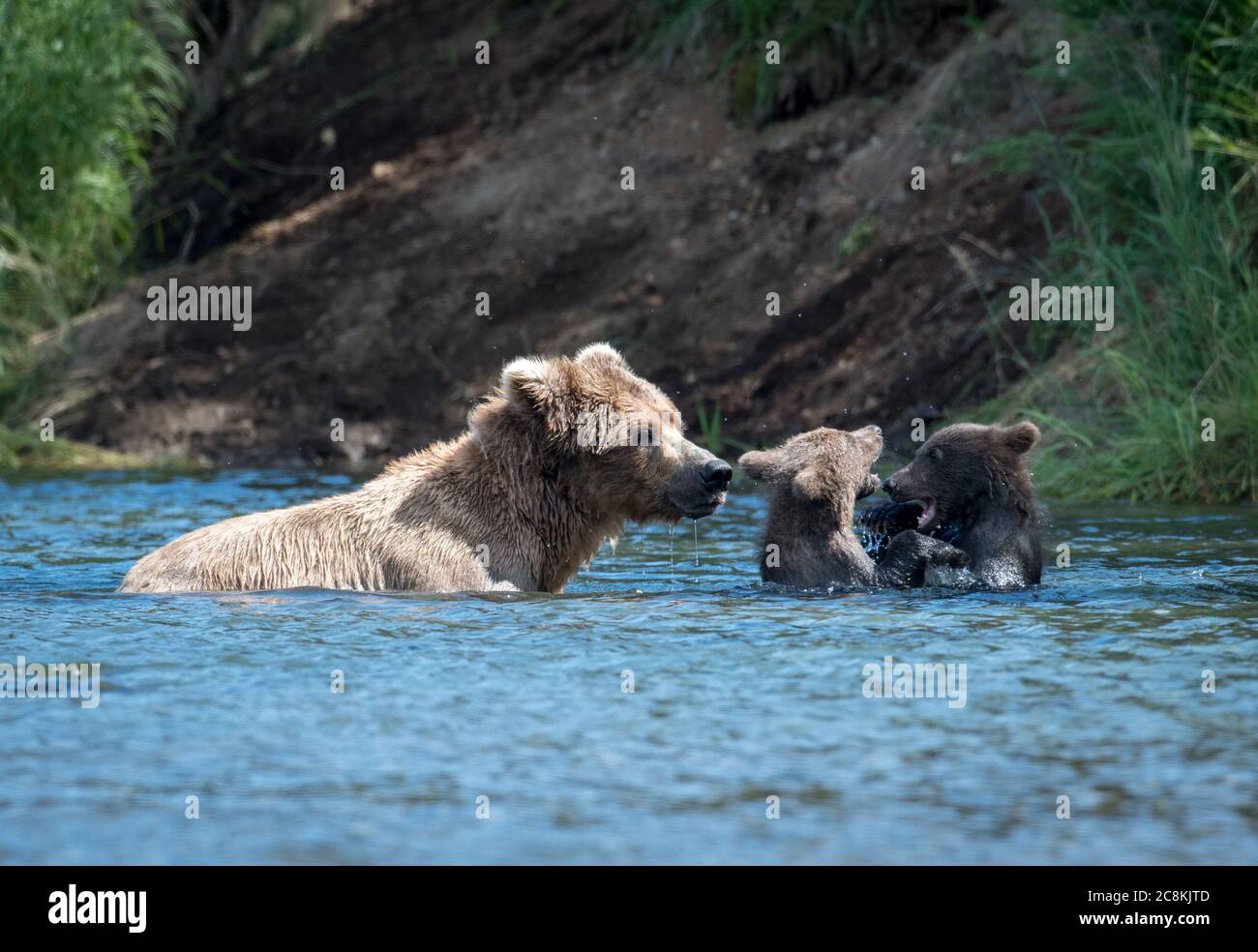 An Alaskan brown bear sow and two cubs playing in Brooks River in Katmai  National Park, Alaska Stock Photo