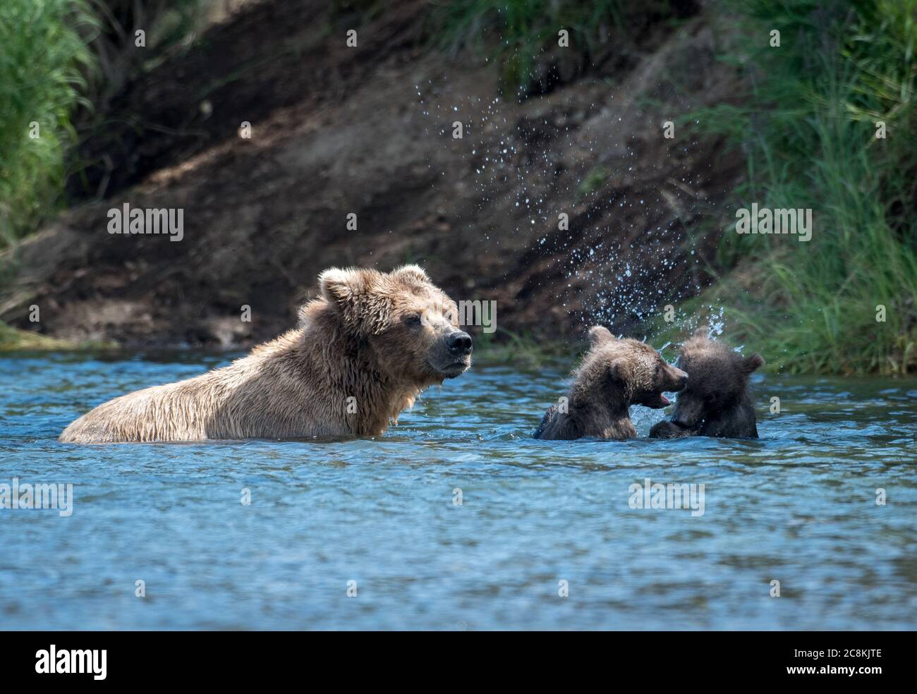 An Alaskan brown bear sow and two cubs playing in Brooks River in Katmai  National Park, Alaska Stock Photo