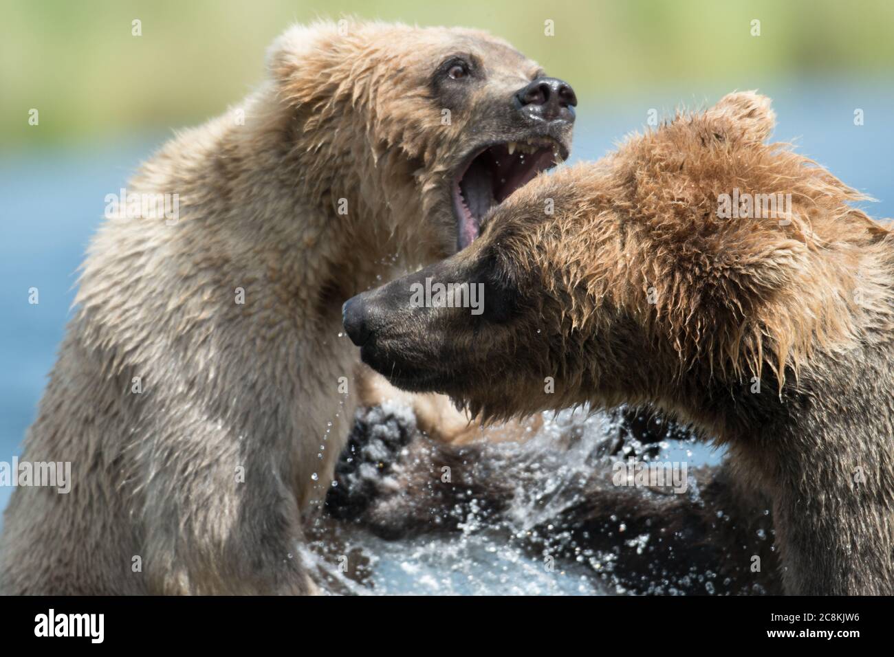 Two sub adult Alaskan brown bears play in Brooks River in Katmai National Park, Alaska Stock Photo
