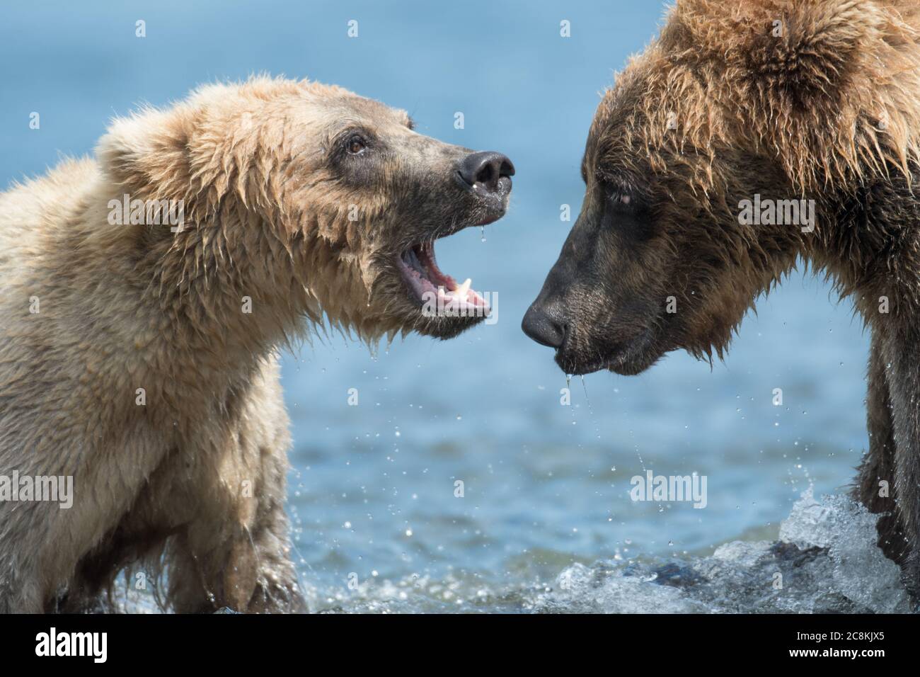 Two sub adult Alaskan brown bears play in Brooks River in Katmai National Park, Alaska Stock Photo