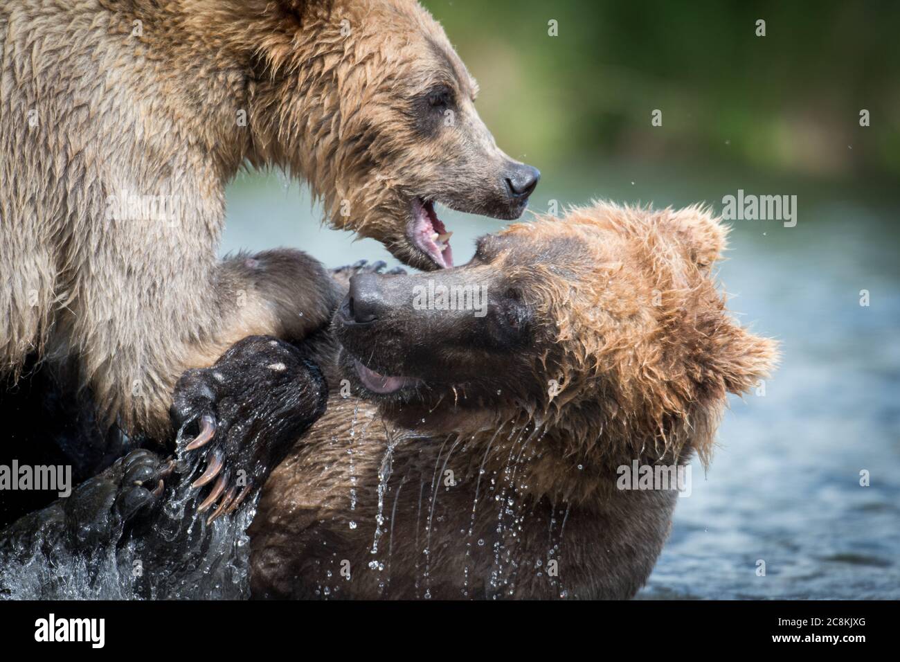 An Alaskan brown bear bites the ear of another bear while fighting in Katmai National Park, Alaska Stock Photo