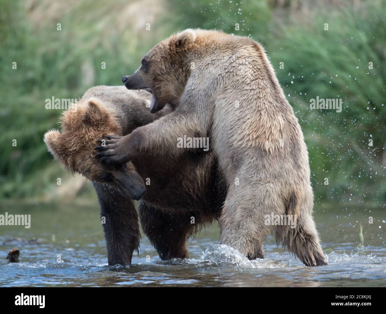 Two Alaskan brown bears sparring and fighting in the Brooks River in Katmai National Park, Alaska Stock Photo