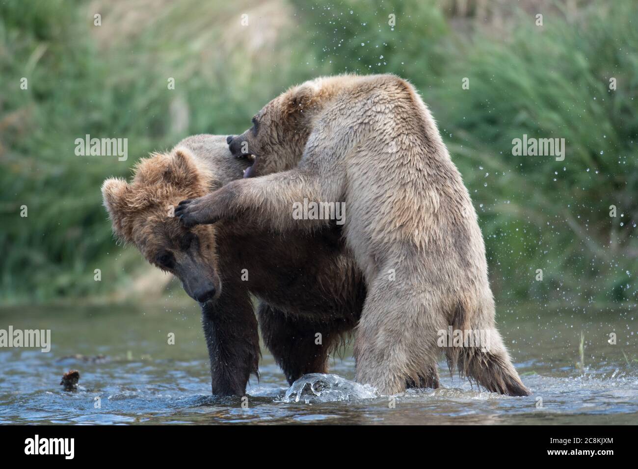 Two Alaskan brown bears sparring and fighting in the Brooks River in Katmai National Park, Alaska Stock Photo