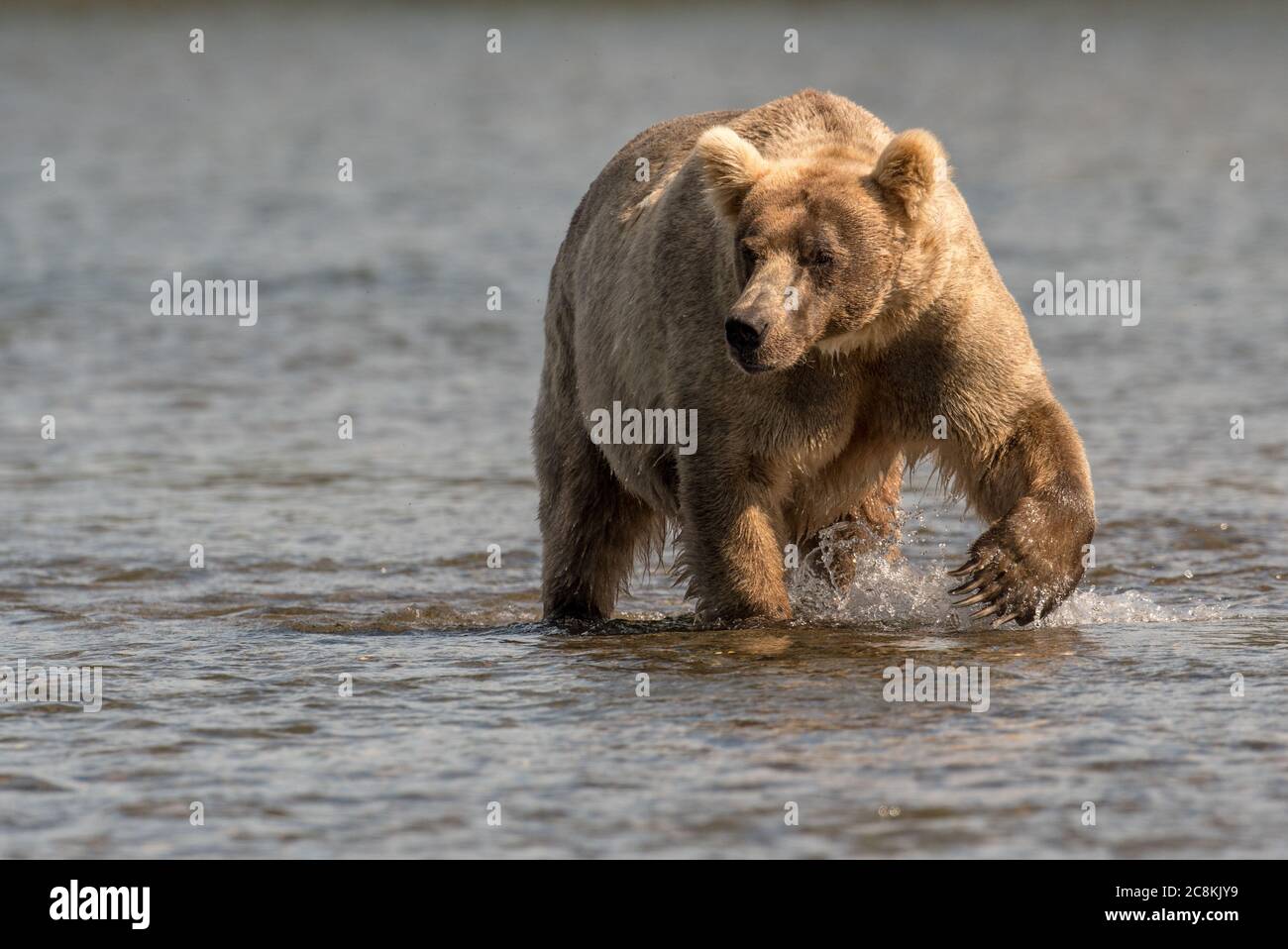 A large Alaskan brown bear wades through the Brooks river searching for sockeye salmon in Katmai National Park, Alaska Stock Photo