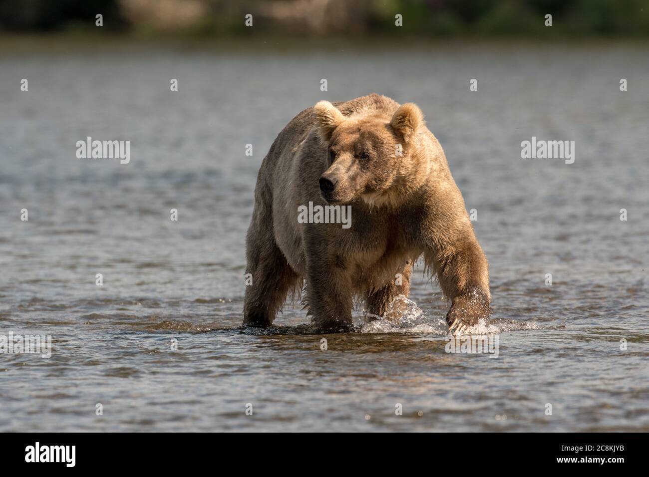 A large Alaskan brown bear wades through the Brooks river searching for sockeye salmon in Katmai National Park, Alaska Stock Photo