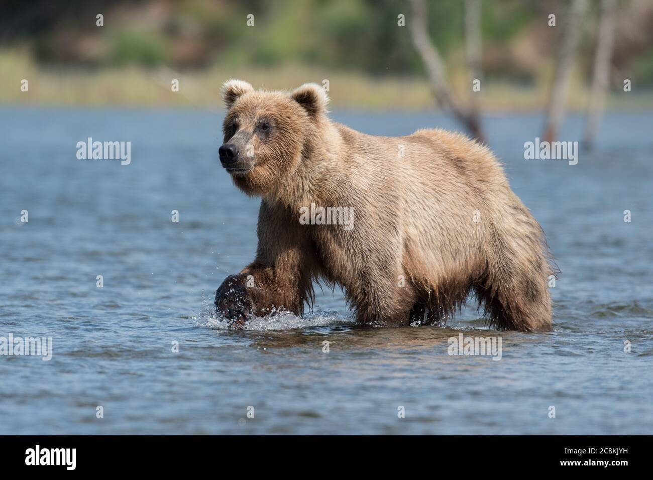 An Alaskan brown bear wading through the water of Brooks River in Katmai National Park, Alaska Stock Photo
