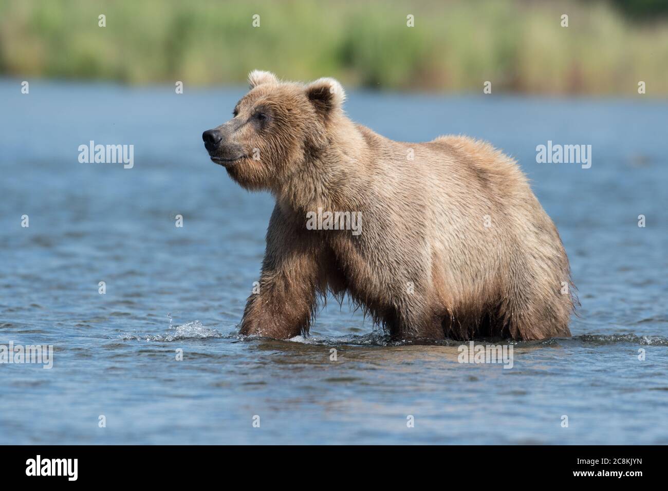 An Alaskan brown bear wading through the water of Brooks River in Katmai National Park, Alaska Stock Photo