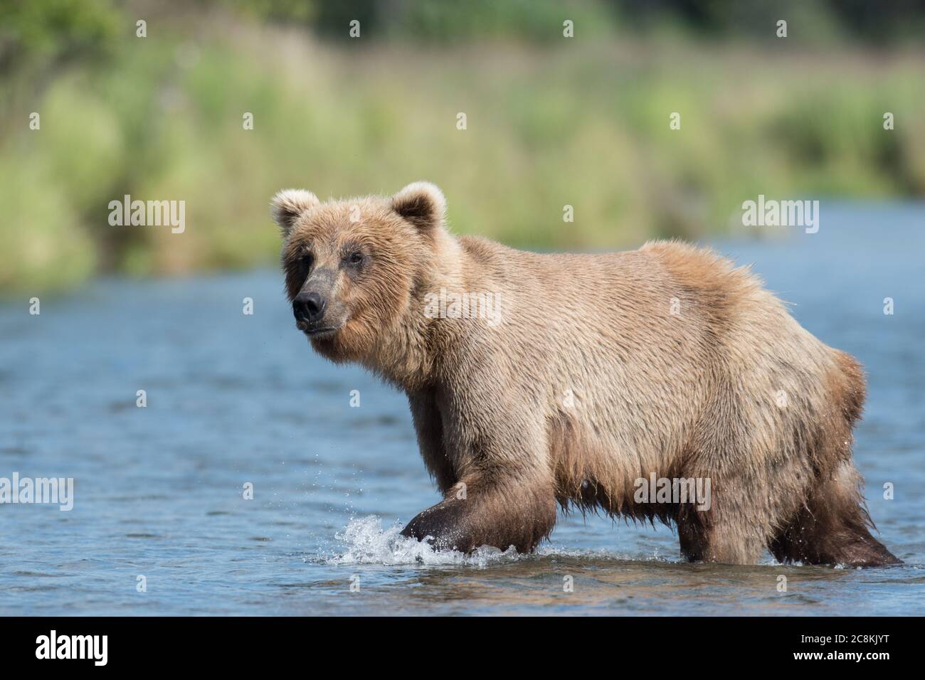 An Alaskan brown bear wading through the water of Brooks River in Katmai National Park, Alaska Stock Photo