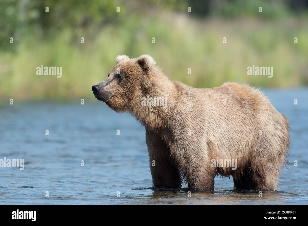 An Alaskan brown bear wading through the water of Brooks River in Katmai National Park, Alaska Stock Photo