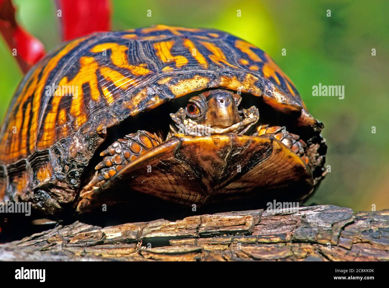 Eastern Box Turtle Close-up Stock Photo - Alamy