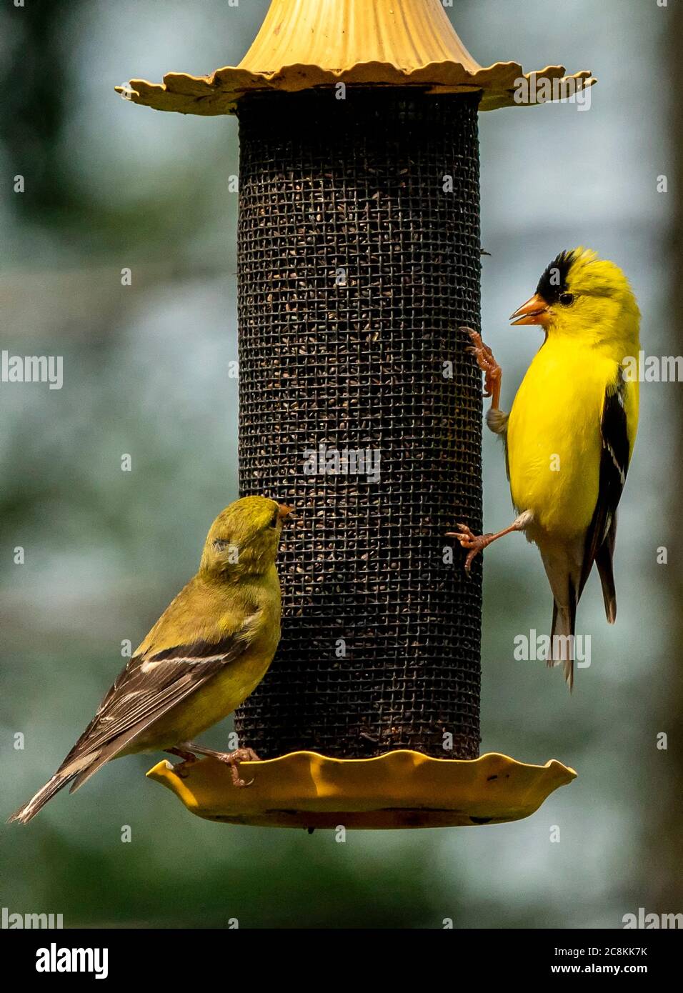 American Goldfinches cling to the outside of a feeder. Stock Photo