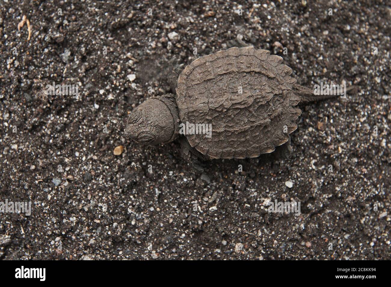 Baby eastern snapping turtle hires stock photography and images Alamy
