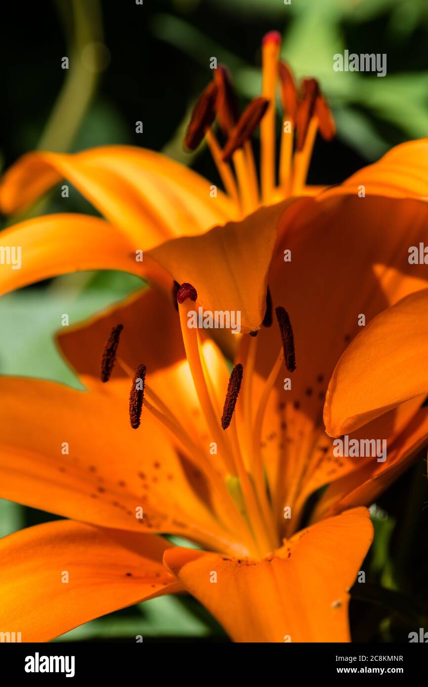 Orange Lily Flower (Lilium bulbiferum Stock Photo - Alamy