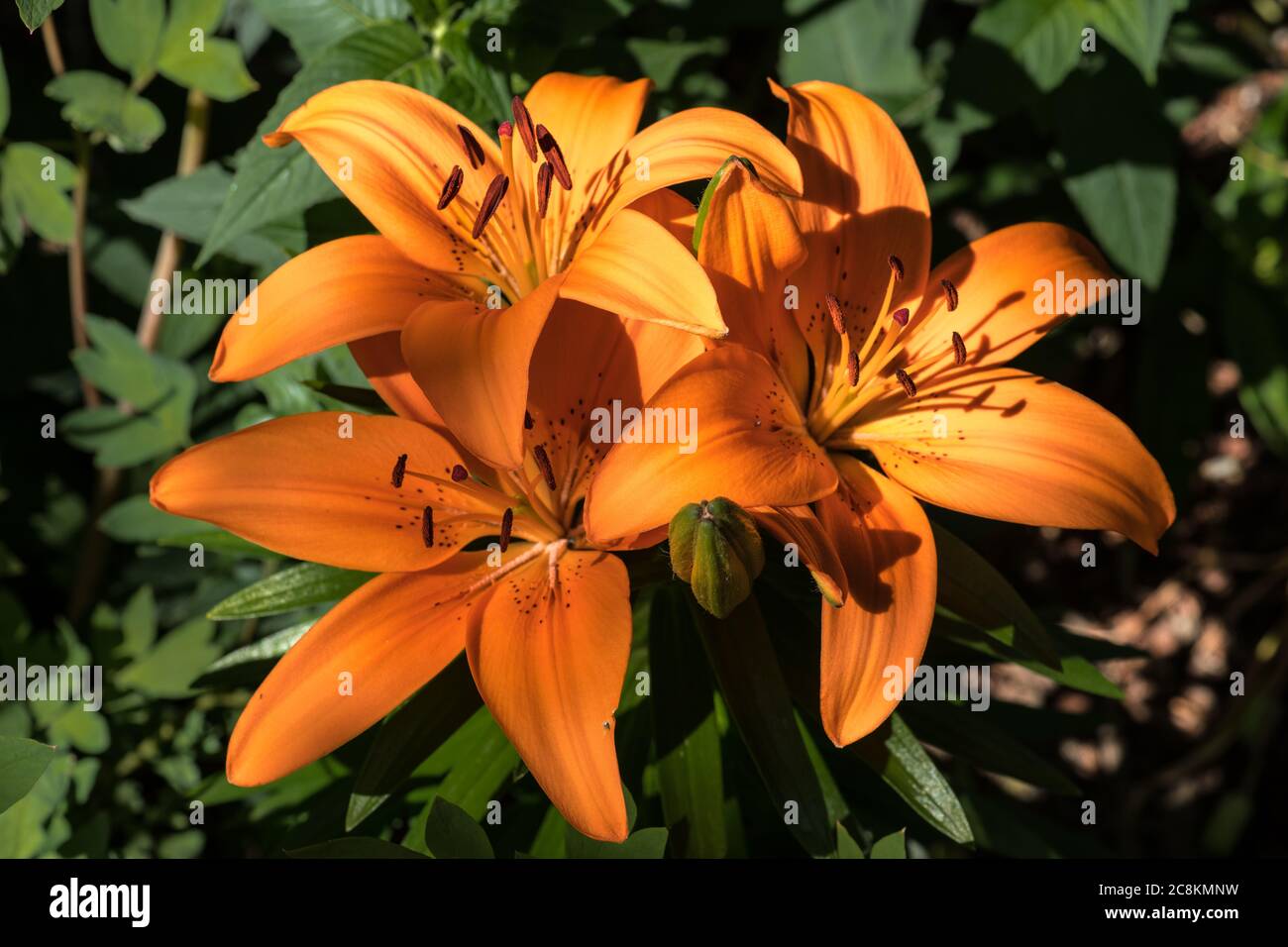 Lilium bulbiferum leaf hi-res stock photography and images - Alamy