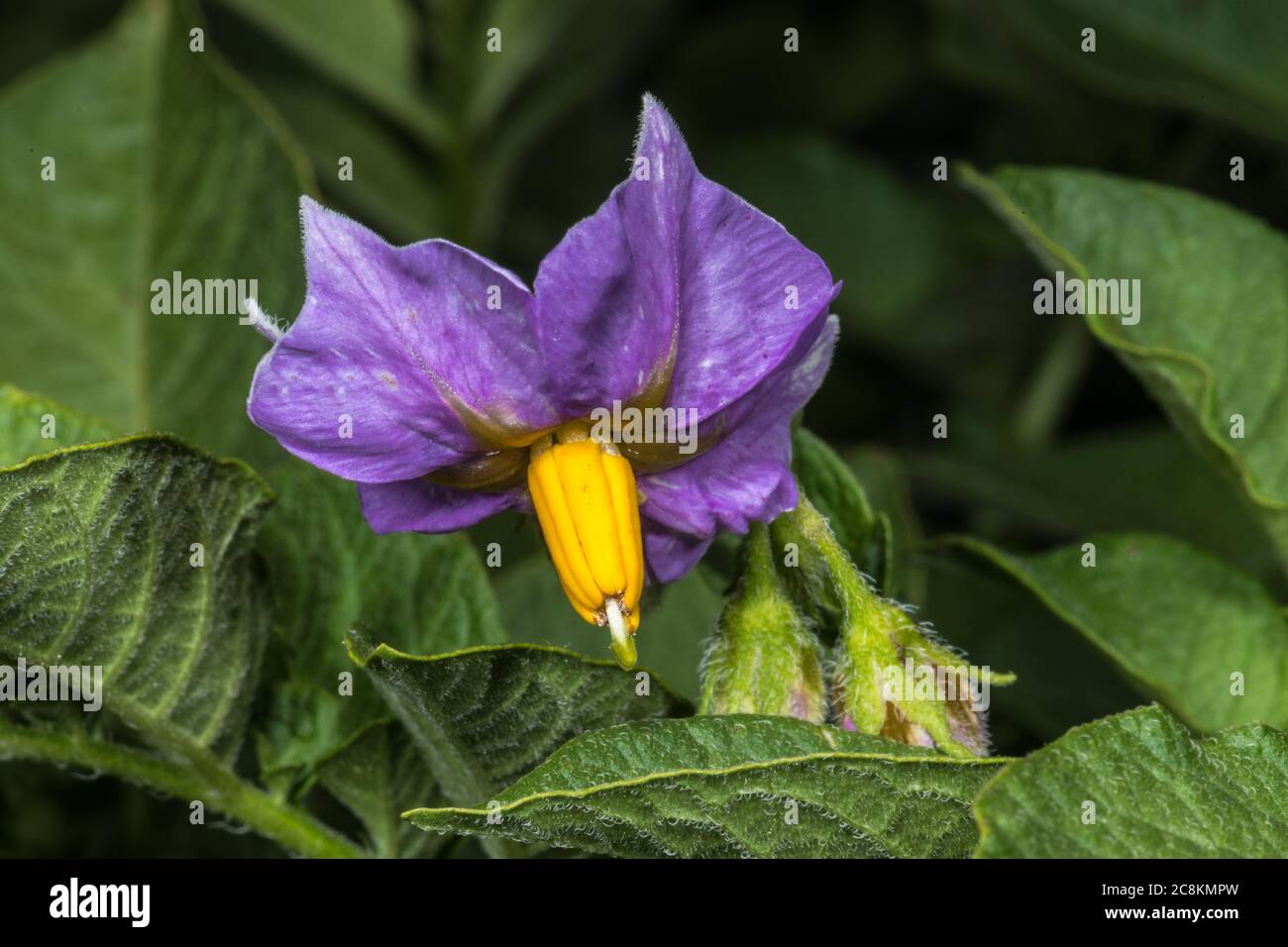 Flower of La Ratte Potato (Solanum tuberosum) Stock Photo