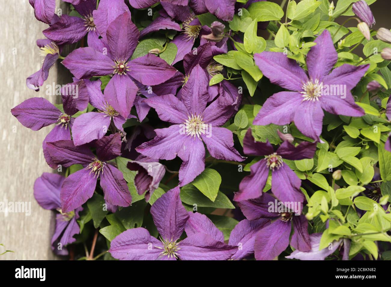 Beautiful purple flowers of the clematis Stock Photo