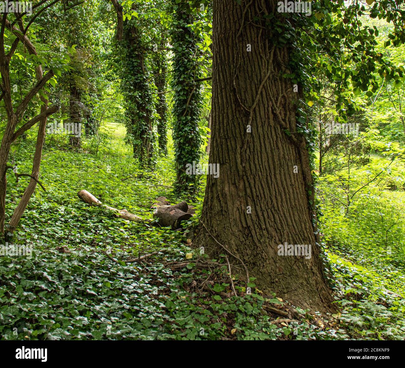 Tulip poplar tree hires stock photography and images Alamy