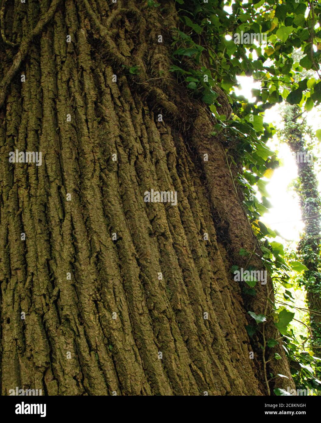 Tulip poplar tree hires stock photography and images Alamy