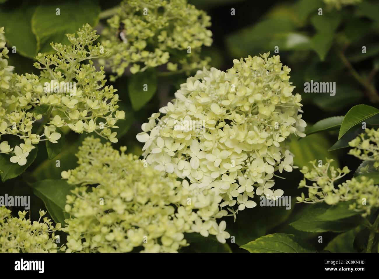 Hydrangea macrophylla white hi-res stock photography and images - Alamy