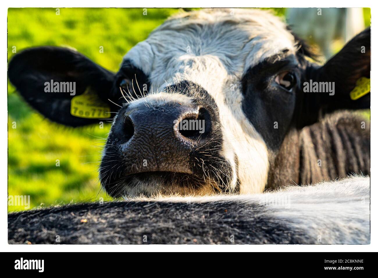 Cows nose Stock Photo