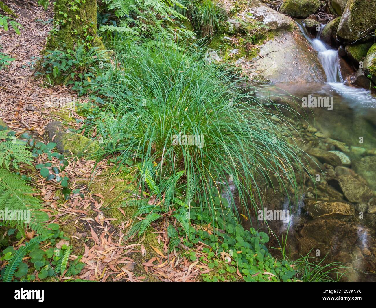 lemon grass citronella growing on the bank of a river Stock Photo