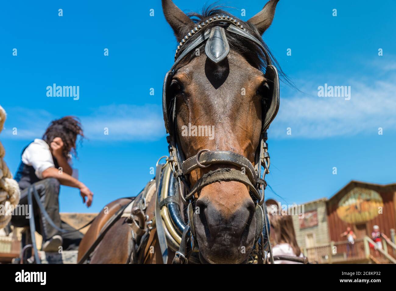Working horse with blinders Stock Photo